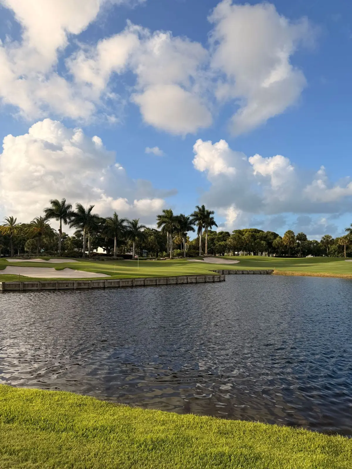 Palm trees by a lake in Boca Raton